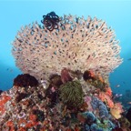 Komodo 2010_2012089.jpg