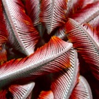 Komodo 2010_2012091.jpg