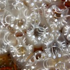 Komodo 2010_2012092.jpg