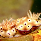 Komodo 2010_2012093.jpg