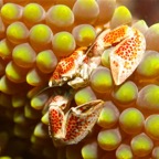 Komodo 2010_2012094.jpg