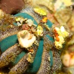 Komodo 2010_2012095.jpg