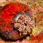 Komodo 2010_2012096.jpg