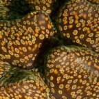 Komodo 2010_2012097.jpg