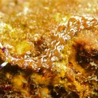 Komodo 2010_2012098.jpg