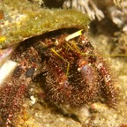 Komodo 2010_2012099.jpg