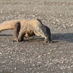 Komodo 2010_2012102.jpg