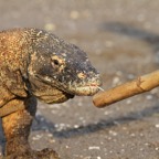 Komodo 2010_2012103.jpg