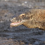 Komodo 2010_2012104.jpg