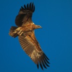 Komodo 2010_2012105.jpg