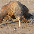 Komodo 2010_2012106.jpg