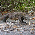 Komodo 2010_2012107.jpg