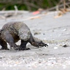 Komodo 2010_2012108.jpg
