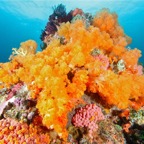 Komodo 2010_2012109.jpg