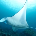 Komodo 2010_2012110.jpg