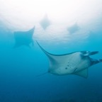 Komodo 2010_2012111.jpg