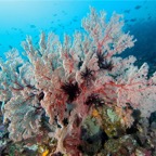 Komodo 2010_2012112.jpg