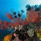 Komodo 2010_2012113.jpg