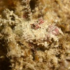 Komodo 2010_2012115.jpg