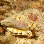Komodo 2010_2012116.jpg