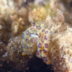 Komodo 2010_2012117.jpg