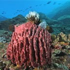 Komodo 2010_2012119.jpg