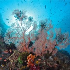 Komodo 2010_2012120.jpg