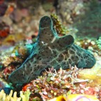 Komodo 2010_2012121.jpg