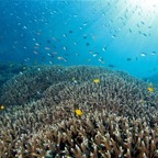 Komodo 2010_2012123.jpg