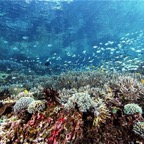 Komodo 2010_2012124.jpg