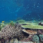 Komodo 2010_2012126.jpg
