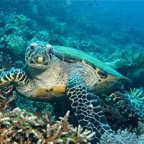 Komodo 2010_2012127.jpg