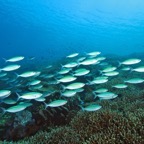 Komodo 2010_2012128.jpg