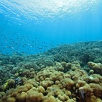 Komodo 2010_2012129.jpg