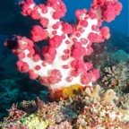 Komodo 2010_2012130.jpg