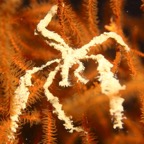 Komodo 2010_2012131.jpg