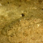 Komodo 2010_2012132.jpg