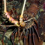 Komodo 2010_2012134.jpg