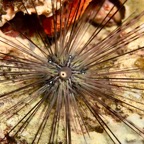 Komodo 2010_2012135.jpg