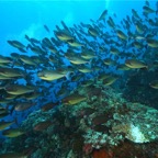 Komodo 2010_2012137.jpg