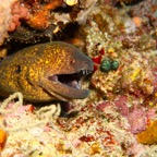 Komodo 2010_2012138.jpg