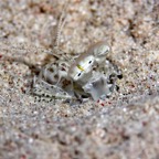 Komodo 2010_2012139.jpg