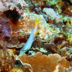 Komodo 2010_2012140.jpg