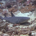 Komodo 2010_2012141.jpg