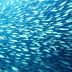 Komodo 2010_2012142.jpg