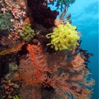 Komodo 2010_2012143.jpg