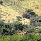 Komodo 2010_2012145.jpg