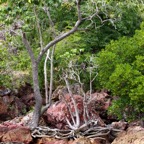 Komodo 2010_2012147.jpg