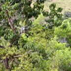 Komodo 2010_2012150.jpg