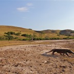 Komodo 2010_2012152.jpg